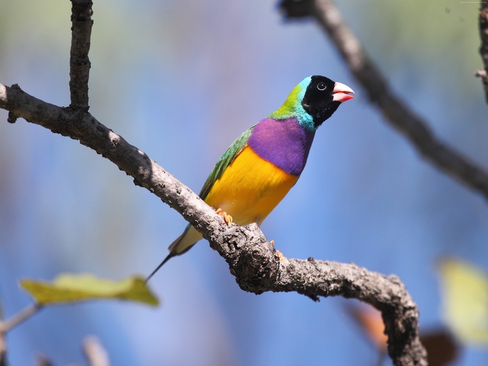 Gouldian finch perched on a tree branch
