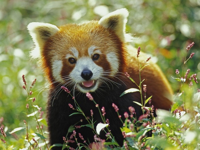 Red panda in a field of flowers