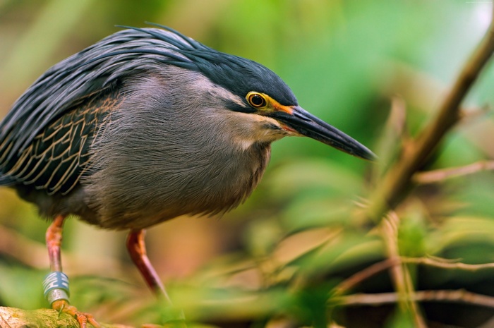 Striated Heron with Band on Leg