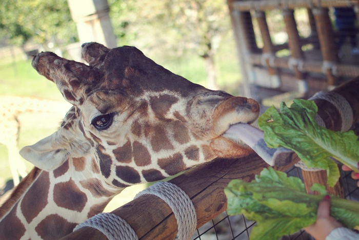 Giraffe eating lettuce at Jacksonville Zoo