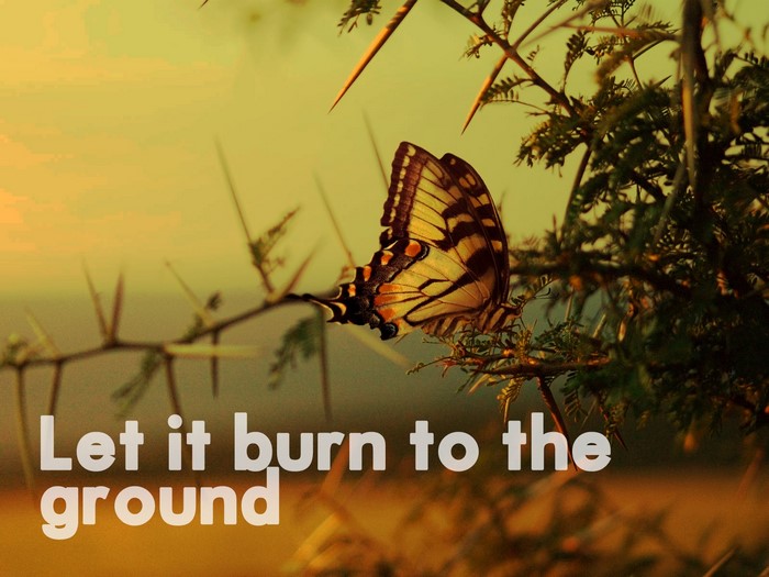 Butterfly on a thorny branch with text
