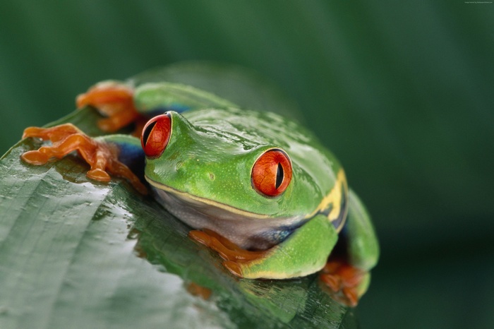 Red-eyed tree frog on a wet leaf