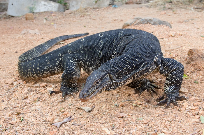 Black Water Monitor Lizard (Varanus salvator) on sandy ground