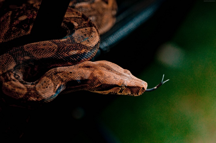 Close-up of a brown boa constrictor snake with its tongue out