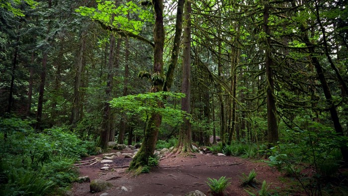 A forest path with moss-covered trees and ferns