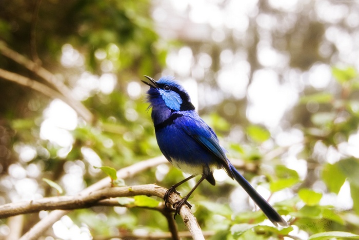 Blue bird on a branch in nature