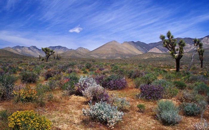 Desert landscape with Joshua trees and mountains