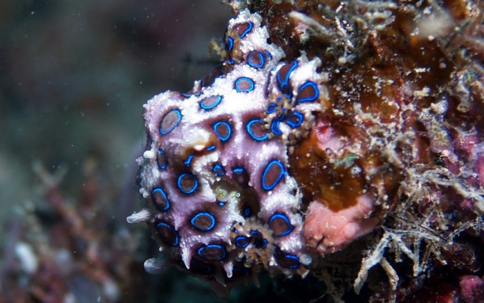 Blue-ringed octopus on coral reef