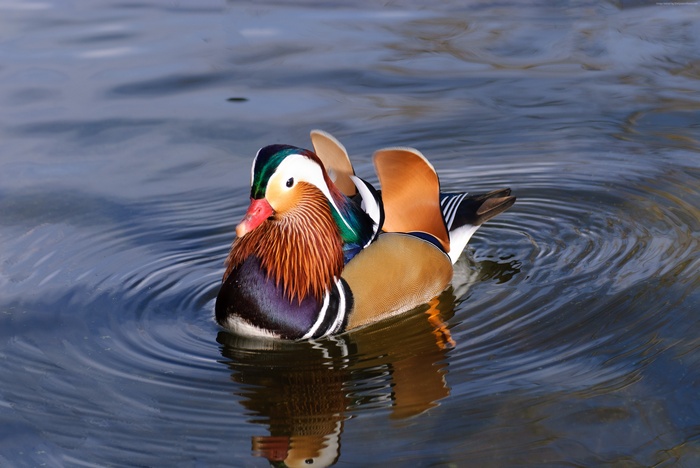 Mandarin duck swimming in water