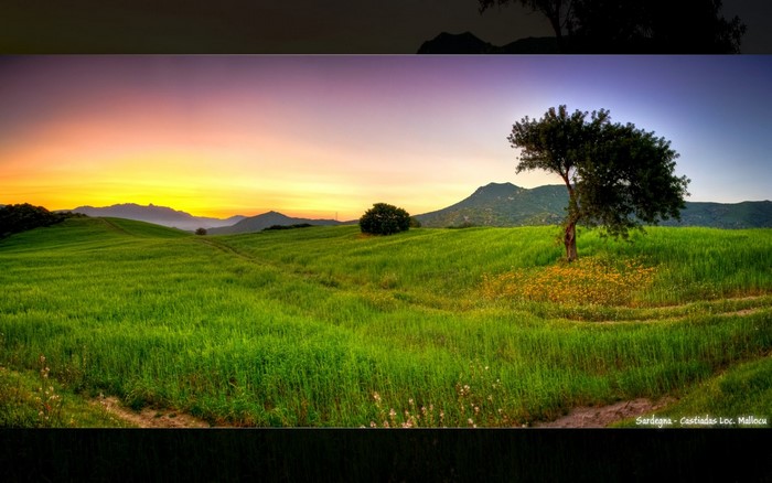 Green field with a tree at sunset in Sardinia