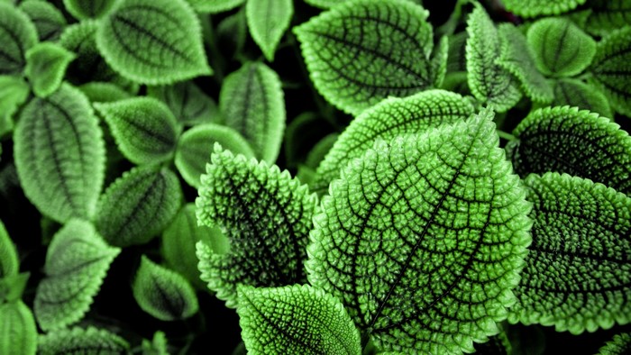 Close-up of green leaves with intricate vein patterns