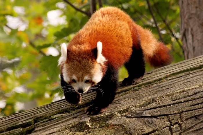 Red Panda walking on a tree branch