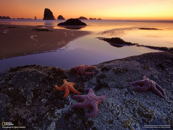 Starfish on a rocky shore at sunset