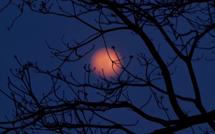 Silhouette of tree branches against a hazy orange moon