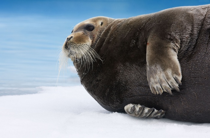 Bearded Seal on Ice in Arctic Ocean