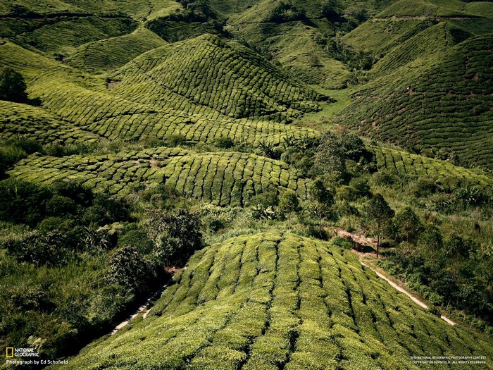 Rolling green tea plantations on hills