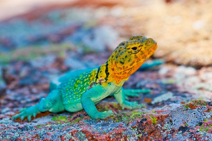 Collared Lizard on a Rocky Surface