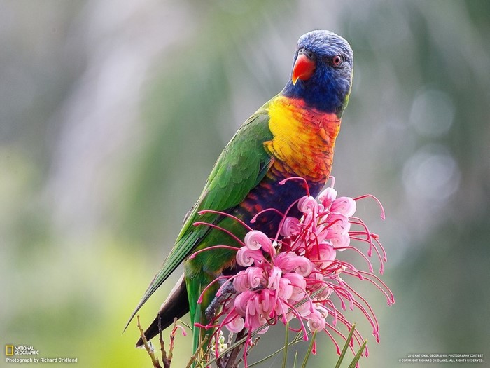 Rainbow Lorikeet on a pink flower