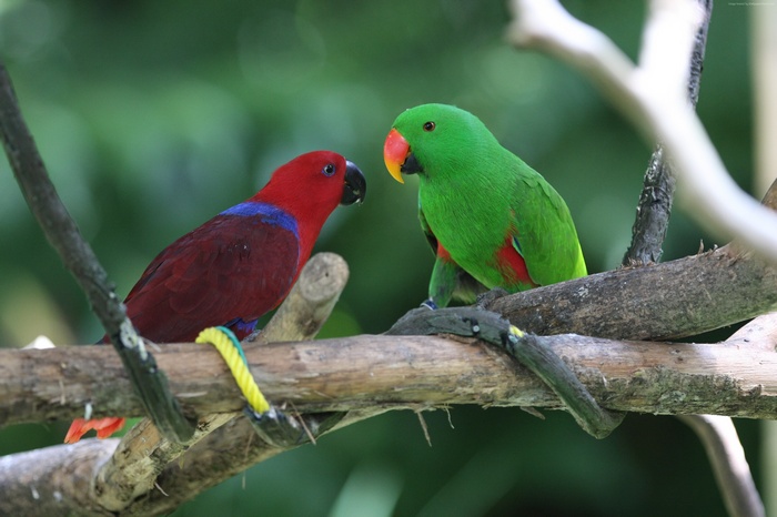 Two Eclectus parrots on a branch