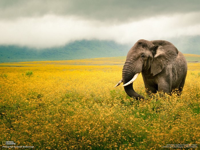 Elephant in a field of yellow flowers
