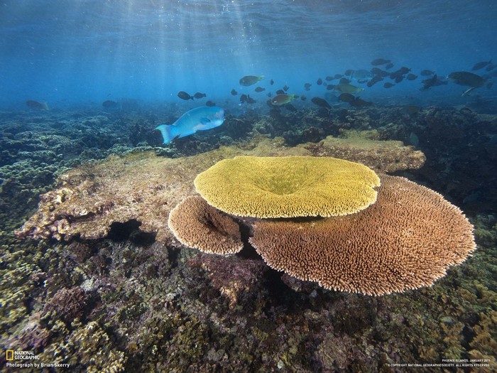 Underwater coral reef with fish in Phoenix Islands
