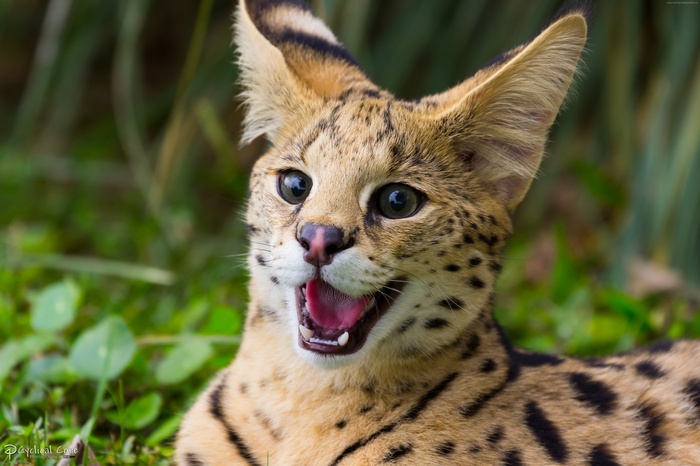 Serval cat with mouth open in green grass