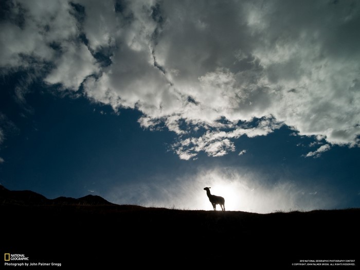 Silhouette of a sheep against the sun and clouds