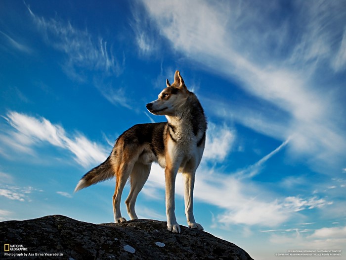 Dog standing on a rock with a blue sky