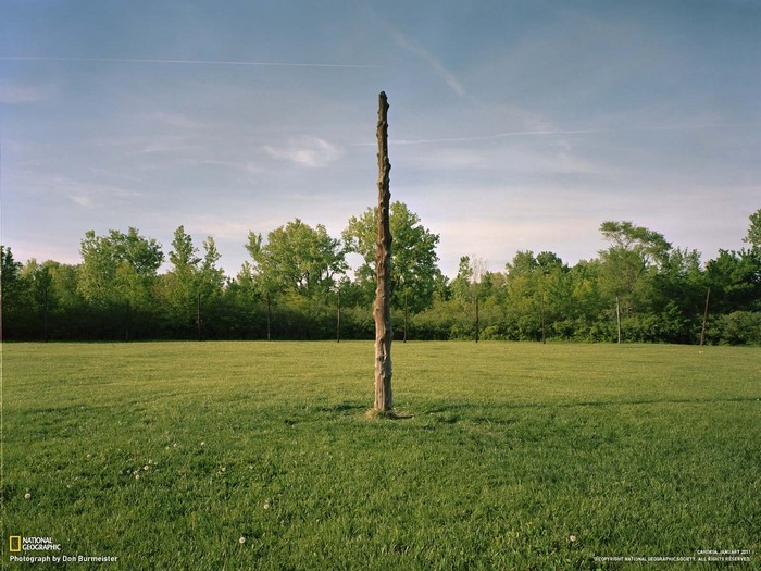 Tall wooden pole in a grassy field with trees