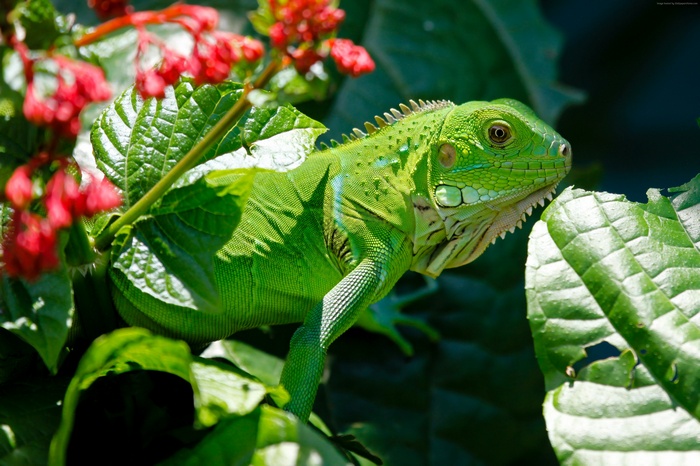 Green iguana on a plant with red flowers