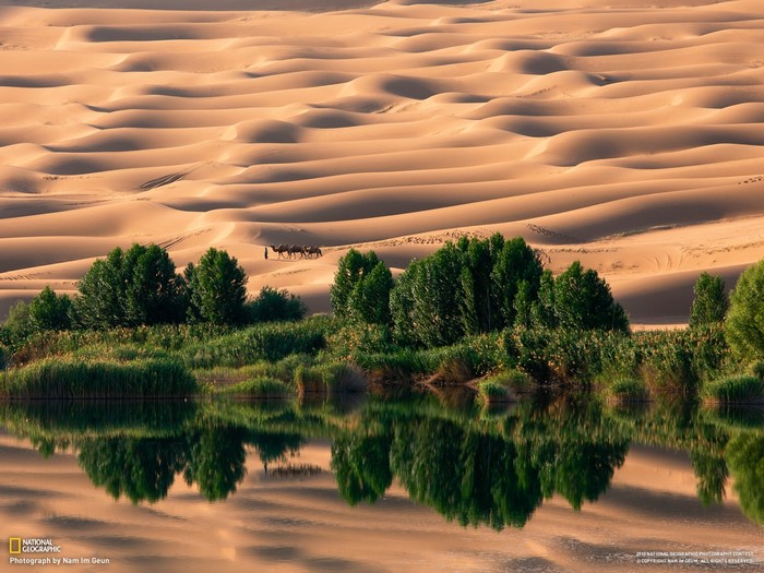 Camels crossing desert dunes near a lake