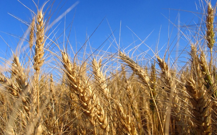 Field of wheat under a blue sky