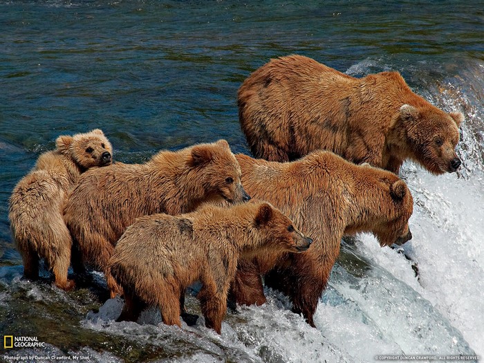 Brown bears and cubs fishing in a river