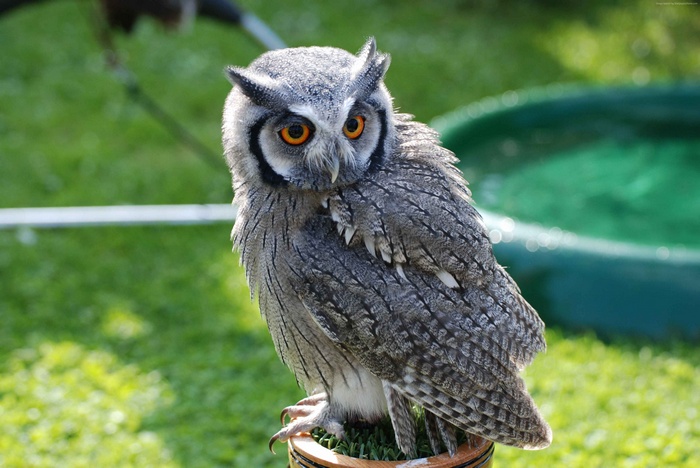Grey owl with orange eyes perched outdoors