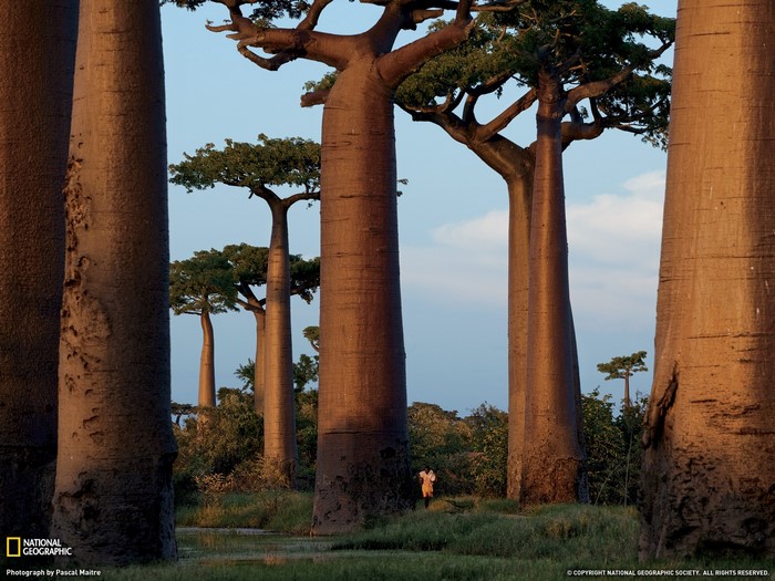 Baobab trees in Madagascar with a person