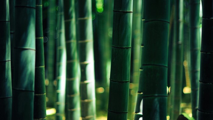 Green bamboo stalks with sunlight filtering through