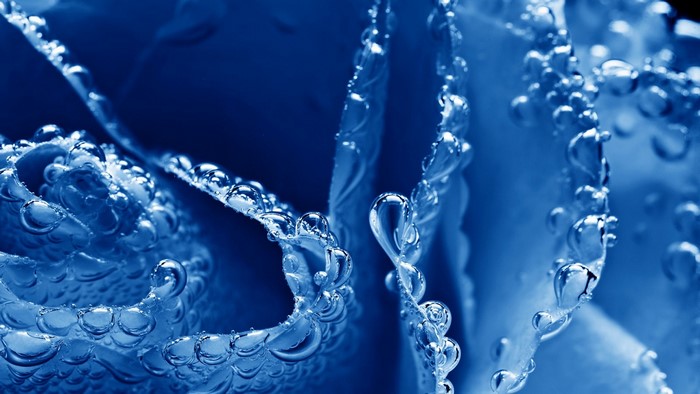 Blue flower petals with water droplets macro photography