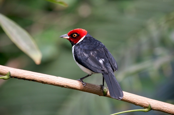 Red-capped Cardinal bird on a branch