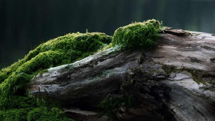 Moss-covered log in a forest