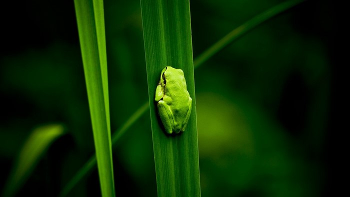 Green frog on a blade of grass