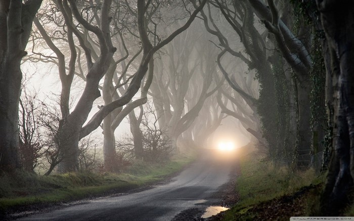 A car drives through a foggy tree tunnel in the morning