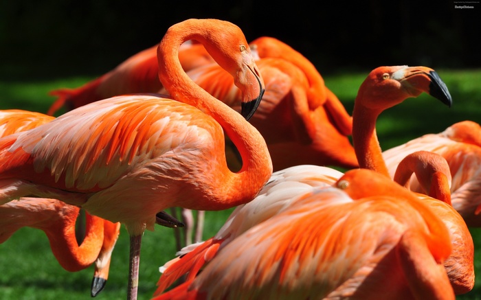 A flock of bright orange flamingos on green grass