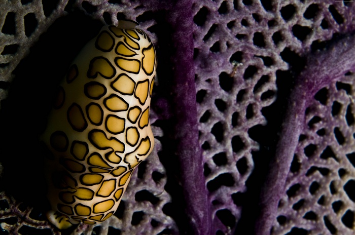 Flamingo Tongue Snail on Purple Sea Fan