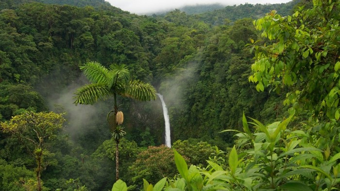 Waterfall in a lush green rainforest with a palm tree