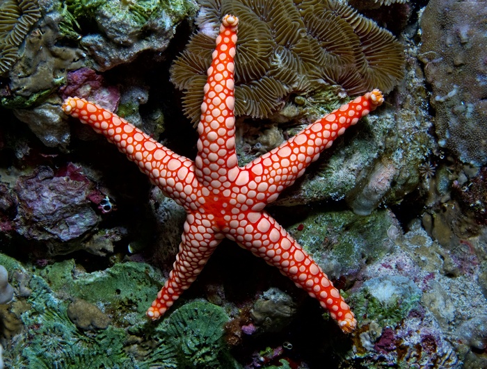 Fromia monilis, underwater, Indian, water, sea, red, tourism, sea star, ocean, Pacific, starfish, diving, Worlds best diving sites, Indonesia