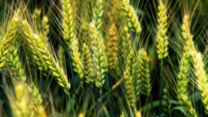 Close-up of ripening wheat stalks in a field