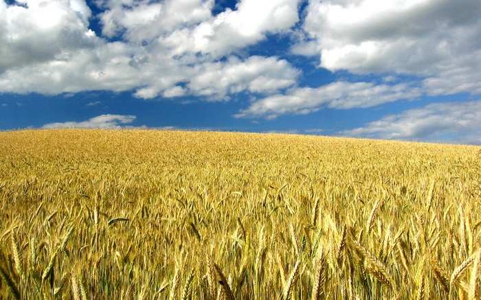 Golden wheat field under a blue sky with clouds