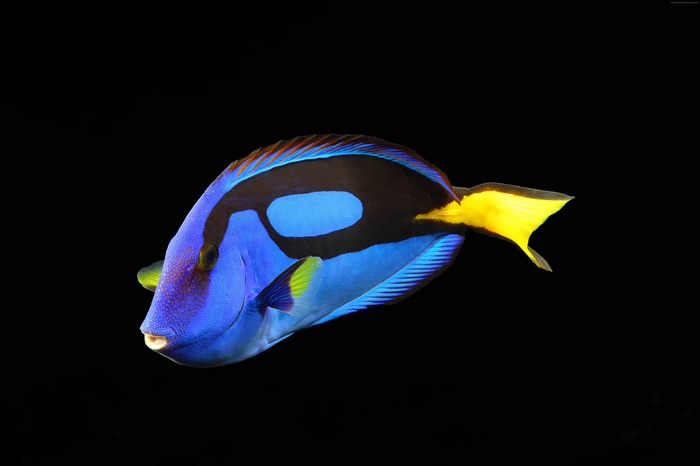 Blue Tang fish with yellow tail on black background