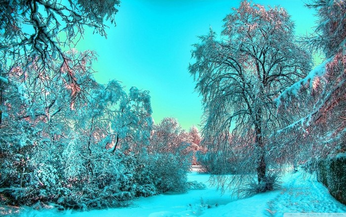 Snowy forest with bright blue sky