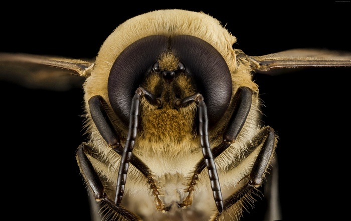 Extreme close-up of a bee's head and thorax